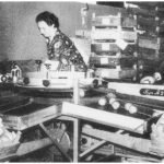 Bild Sortieranlage um 1960 (Obst- und Gartenbauverein)